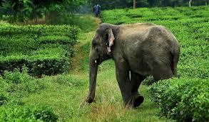 A number of renowned teas, such as assam and darjeeling, also grow exclusively in india. Habitat Connectivi Tea Iucn