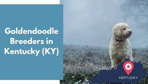 $100 goldendoodle puppy discount for anyone who was referred by another doodle family who adopted a. 21 Goldendoodle Breeders In Kentucky Ky Goldendoodle Puppies For Sale Animalfate