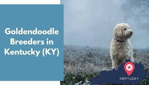 Look at pictures of goldendoodle puppies who need a home. 21 Goldendoodle Breeders In Kentucky Ky Goldendoodle Puppies For Sale Animalfate