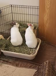 Plus, the act of working on something and then finally achieving it together can go far in improving your relationship a bored and depressed bird isn't going to be thrilled about spending time with others. Noahpinion Rabbit Good Friend Or How To Take Care Of Rabbits