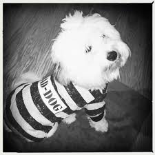 Black And White Coton De Tulear Puppies For Sale Blaise In Costume Just Over A Year Old Most His Brown Spots Faded To Caramel Coton De Tulear Coton De Tulear Puppies Puppy Love