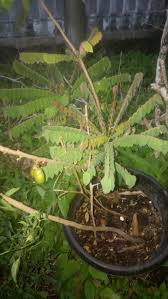 Jun 17, 2021 · kata bonsai berasal dari bahasa jepang, yaitu bon yang berarti pot dan sai yang berarti tanaman. Berkebun Belimbing Wuluh Dalam Pot Steemit