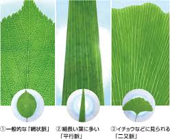 葉脈のヒミツを探ろう 自由研究におすすめ 家庭でできる科学実験シリーズ Ngkサイエンスサイト 日本ガイシ株式会社