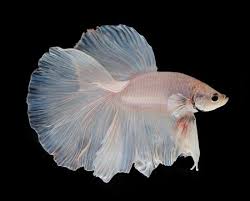 Betta Fish Tail Types Japanesefightingfish Org Betta Fish Betta Fish Types Betta