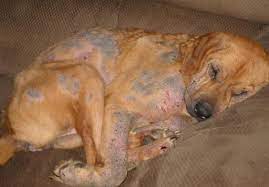 Scabies In Dogs Symptoms And Treatment