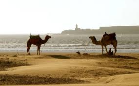 It's another edition of learn burn! Moroccan Dromedaries Argan Trees Lands Remote