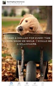 Pals Therapy Pets On Twitter Dog Quotes I Love Dogs Dogs