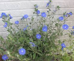 アメリカンブルーの育て方 花をたくさん咲かせる摘心や切り戻し 冬越し対策 Lovegreen ラブグリーン