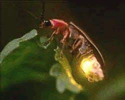 Firefly Information For Kids Insects Beautiful Bugs Firefly Images