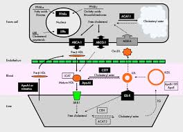 When a person receives his or her cholesterol test (lipid panel) results, several numbers may be listed (total cholesterol, ldl, hdl) along with several cholesterol ratios. Prospects For Atherosclerosis Regression Through Increase In High Density Lipoprotein And Other Emerging Therapeutic Targets Heart