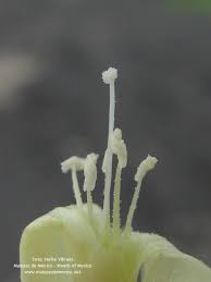 Image result for Merremia quinquefolia