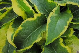 Image result for Chlorophytum colubrinum