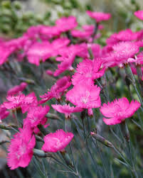 Dianthus Freda Woodliffe Flowerporn Flowersofinstagram Flowers Plants Gardening Alpine Pinks Canoneos Canon60d Plants Flowers Canon 60d
