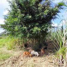 Image result for Ficus obliqua