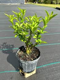 Image result for Cestrum nocturnum