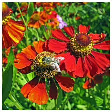 Il nostro olio essenziale di arancio proviene direttamente dalla sicilia dopo la raccolta, perció il suo profumo é quindi fresco ed intenso! Helenium Dunkle Pracht I Giardini Dell Indaco