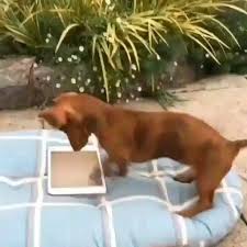 Going Through Tinder Like Video Dachshund Lovers World Cutest Dog Cute Funny Animals