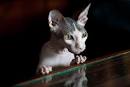 Best Exotic Cat Breeds | List of Most Unusual Cats