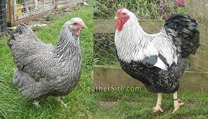 They are large chickens with a particularly rounded appearance. Wyandottes