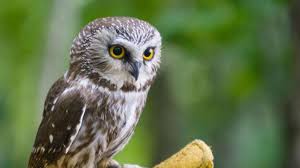 Un hibou et une chouette. La Nuit De La Chouette C Est Ce Samedi Soir
