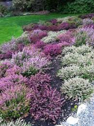 Heather Bed Love The Colours Image Result For Heather Plant Meaning Fynbos Heather Gardens Garden Shrubs Plants