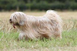 Also found in the types of large dog breeds with pictures, this one is not truly a terrier in spite of its name. Hairy Dog Names At Dognamed Com