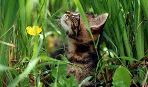 Regardless of how upset you are with the actions of cats, you should never. How To Stop Cats From Pooping In The Garden Express Co Uk
