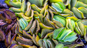 (between latitudes 24°050s and 32° salvinia molesta has spread widely throughout the world, becoming an invasive alien species in. 138 Salvinia Background Photos Free Royalty Free Stock Photos From Dreamstime
