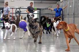 How much are dog training prices near me? Doggy Daycare Tippvet