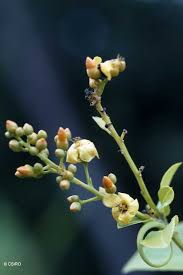 Image result for Hugonia elliptica