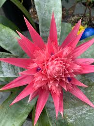 Image result for Acanthopale confertiflora