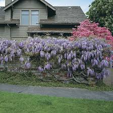 Chinese wisteria or wisteria sinensis is one of the two most common varieties across the usa and eastern asia. Chinese Wisteria Chinese Wisteria Shade Garden Wisteria