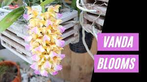 Congratulations in ft collins co order custom flower arrangements by flower subscriptions by palmer flowers rocky mountain sunset in ft collins co. Palmer Flowers Promo Code 08 2021