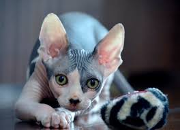 One is blue seal point and 3 seal point. What You Need To Know Before Bringing Home A Sphynx Cat Petmd