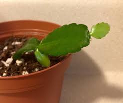 Transplantation of the christmas cactus schlumbergera. My Christmas Cactus Cutting Has Grown 3 New Leaves And Is Starting A Fourth Tiny Bud Succulents