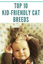 Top 10 Kid Friendly Cat Breeds Best Cats For Children Cat Kids Cat Breeds Dog Mom Humor