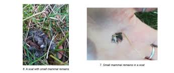 Image result for marten poop