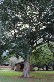 Image result for Cryptocarya transvaalensis