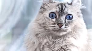 Cats ears are another way that a cat expresses his/her emotions. 5 Flipped Up Facts About American Curl Cats Mental Floss