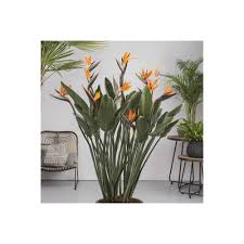 Oiseau Du Paradis Strelizia Non Fleuri Interior Plants Plants Flower Garden