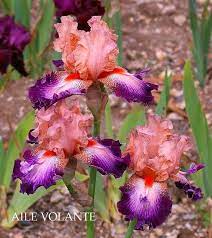 Heritage Irises Are Privileged To Have Been Asked To Feature Some Of The 2014 New Varieties Created By Richard Cayeux Iris Flowers Iris Garden Bearded Iris