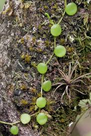 Peperomia Rotundifolia Yerba Linda Rock Garden Plants Landscaping Plants Plants