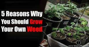 When you grow weed, indoors you need to make your plant think this is what's happening by beginning to reduce the amount light it receives. Is It Worth Growing Your Own Weed Here Are 5 Reasons That You Should Monroe Blvd