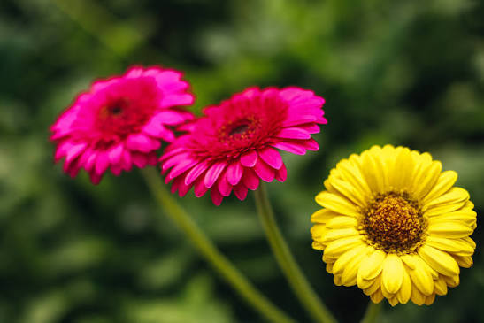 5 Reasons Fresh Flowers Make the Perfect Gift | Greensleeves Florist