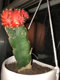 You can also propagate cacti by cutting off one of the pads. So My Ruby Ball Cactus Grew A Little Penis And It Looks Like A Root Is Coming Out Is This Normal Succulents