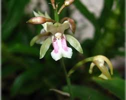 Image result for Oeceoclades maculata