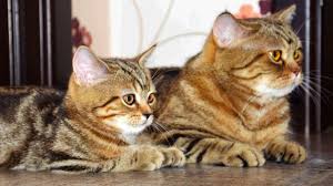 50 cute cat names for male female catkitten cute funny cat. Cute Kittens And Cats Together Youtube