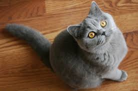 If You Re Looking For A Cat That Will Loot Your Refrigerator And Swing Dizzily From Your Chandeliers Then Th British Shorthair Cats Cat Breeds List Cat Breeds