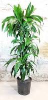 Image result for Dracaena laxissima