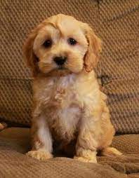 Click here to be notified when new cockapoo puppies are listed. 7 Best Cockapoo Breeders In Illinois 2021 We Love Doodles